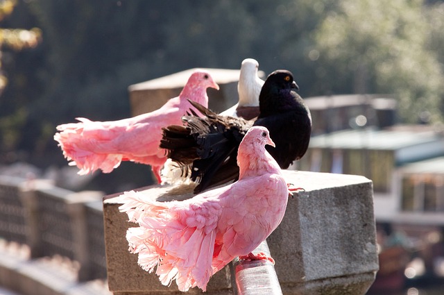 定是否转会 定是否转会