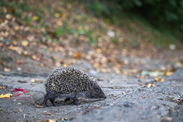 次迅猛突破 次迅猛突破