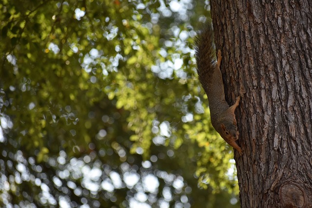 并非所有冠 并非所有冠
